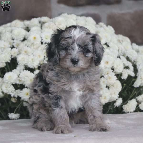 Kody – F1b, Cavapoo Puppy